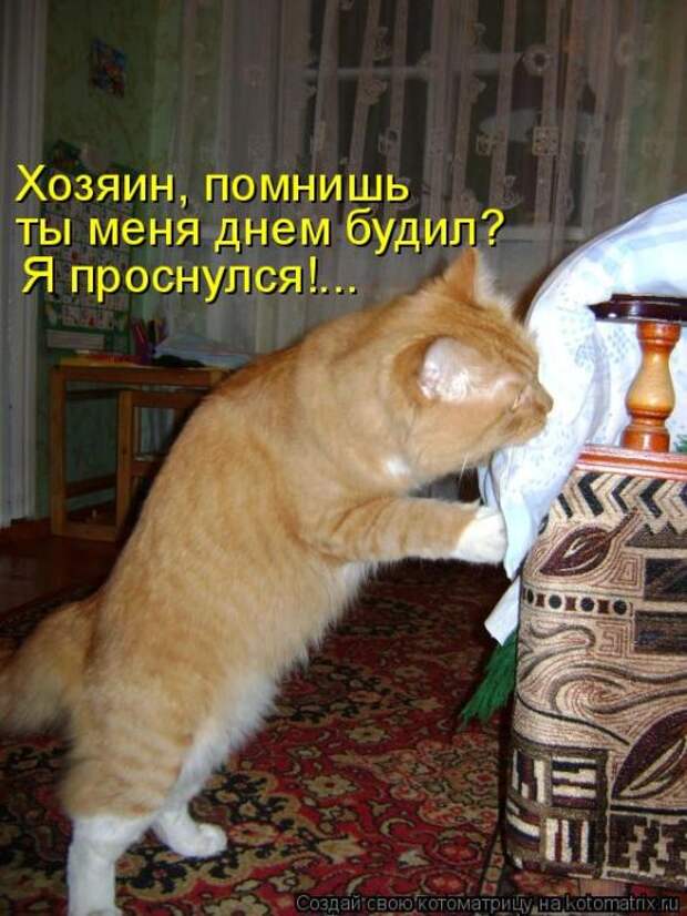 Лучшие котоматрицы недели (50 фото)