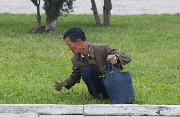 Сбор травы на еду в Северной Корее бедствия, жизнь, неравенство, неравный брак, нищета, самоубийства, трудности, экологические катастрофы
