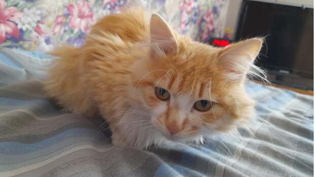 Он так красиво врал, что следователь начал продавать билеты на допросы