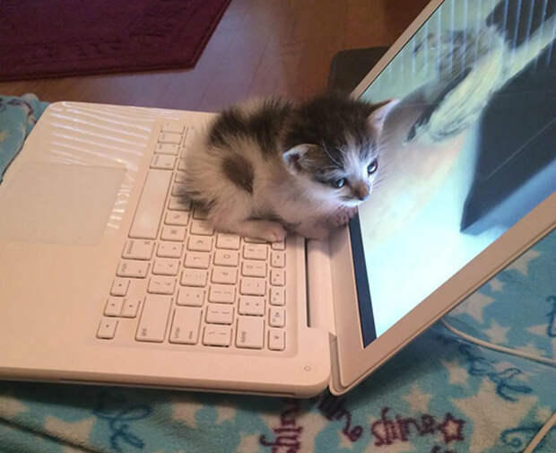 Кошки, которые любят тепло