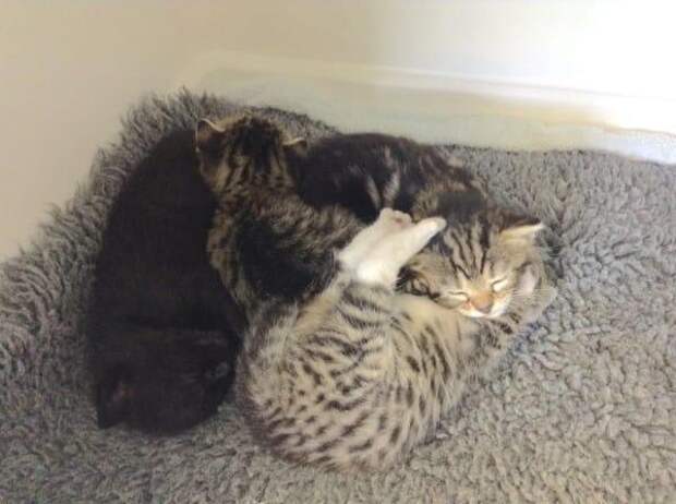 Кошка пришла в ветеринарную клинику, чтобы вернуть своих котят!