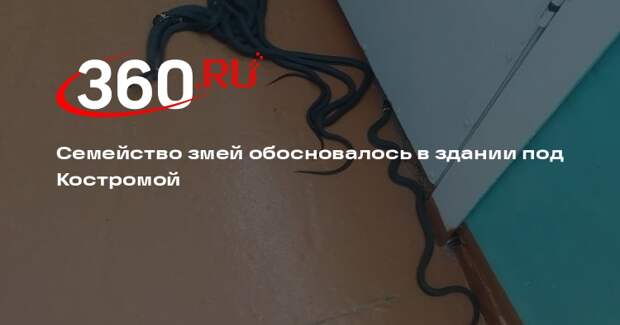 Семейство змей обосновалось в здании под Костромой