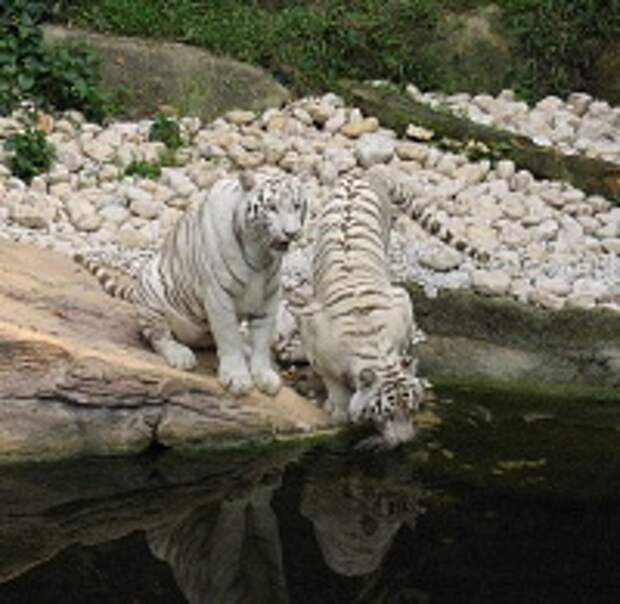 Белые тигры 3