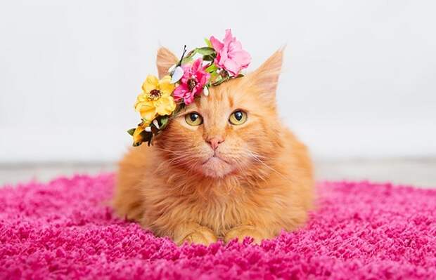 Кошка в цветах Кошка лежит