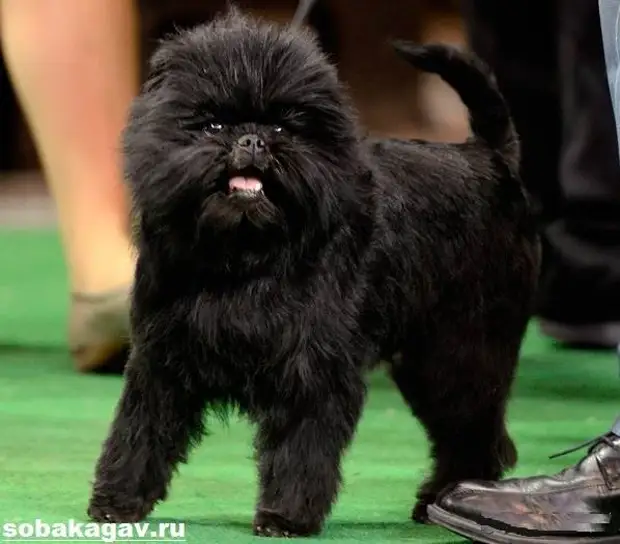 Аффенпинчер собака. Описание, особенности, уход и цена аффенпинчера