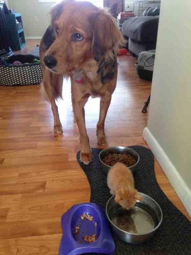 30 веселых фотографий с животными 30 веселых фотографий с животными