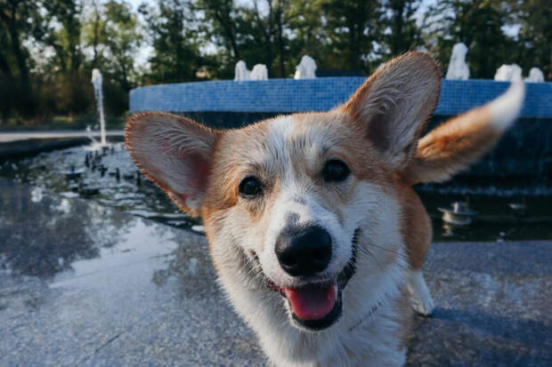 Кобель или сука: кого выбрать для дома и семьи