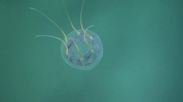 Наркомедуза у морского дна на глубине около 560 метров. Тихого океана, снимки