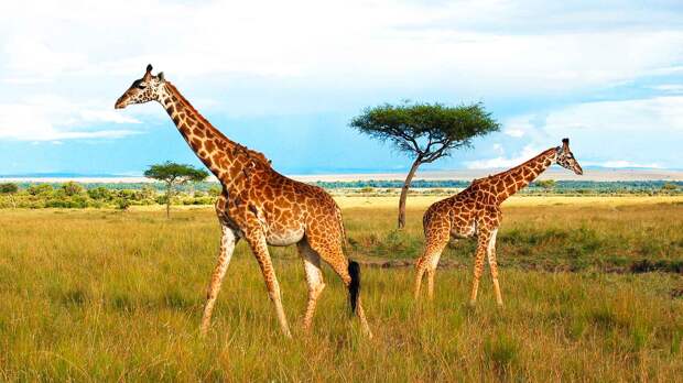 Жираф описание животного