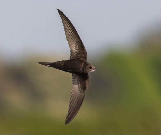 Животные в фотографиях