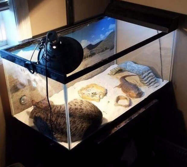 Кошки, которые любят тепло