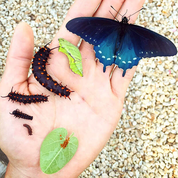 Биолог разводит бабочек у себя в саду бабочки, красота, природа, экология