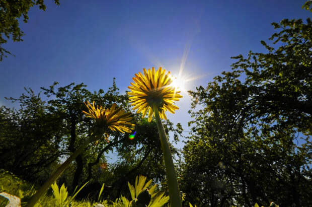 Москву ждёт майское тепло в начале апреля: прогноз синоптиков