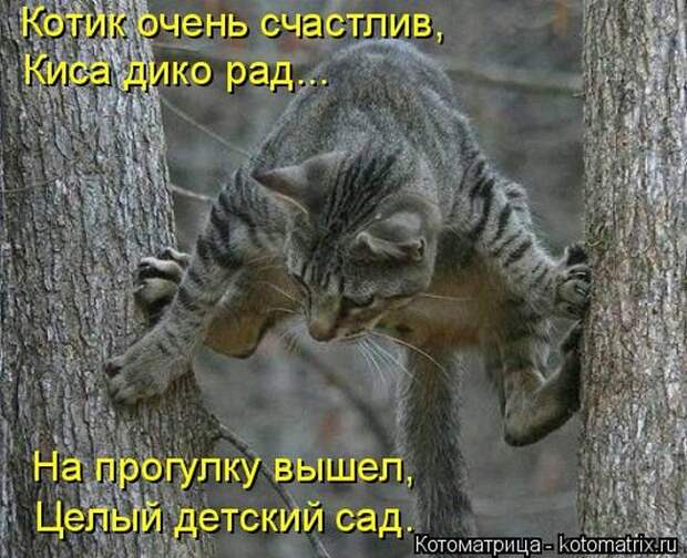Кошатина да псятинка позитивная, этакая забавная, с надписями, очень много на выходные