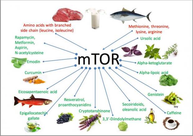 6 продуктов, которые запускают в организме механизмы старения
