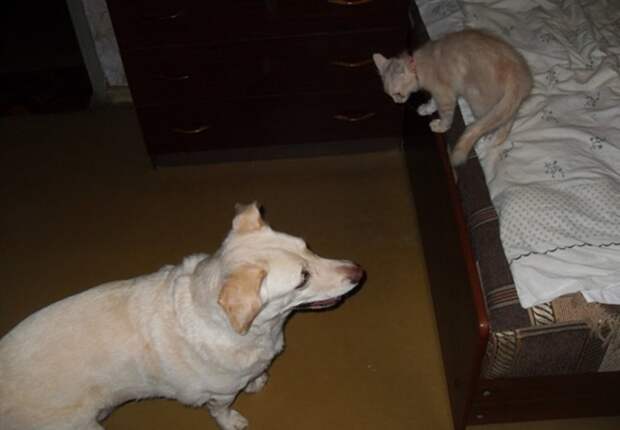 Хамура Кусаки – 2 кот и пес, котенок, питомцы