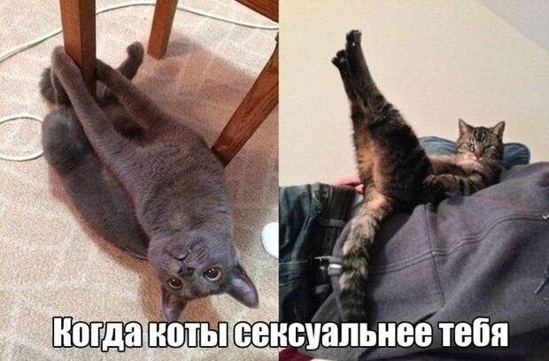 Прикольные картинки