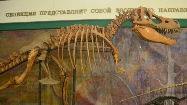 Кость динозавра в дробилке для щебня: в Крыму случайно нашли останки доисторического животного