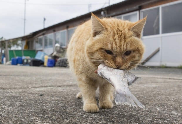 11231494_original (700x478, 301Kb)