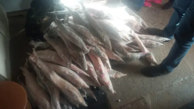 Астраханскому браконьеру грозит срок из-за осетров и черной икры