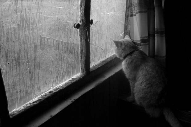 За окном серый кот смотрит на дождь сентябрьский-17 фото-