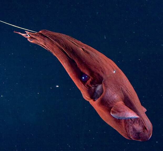 vampire squid swimming