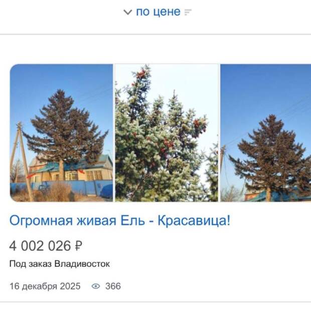 Заброшенную ель оценили в 4 миллиона рублей: забрать её можно в приморском селе