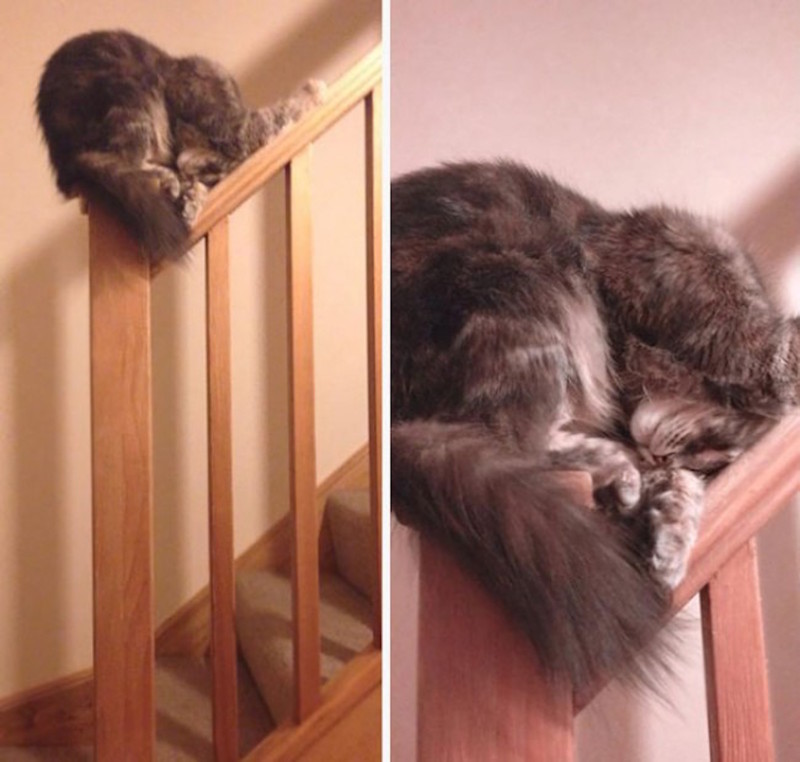 Искусство сна коты, юмор, японцы