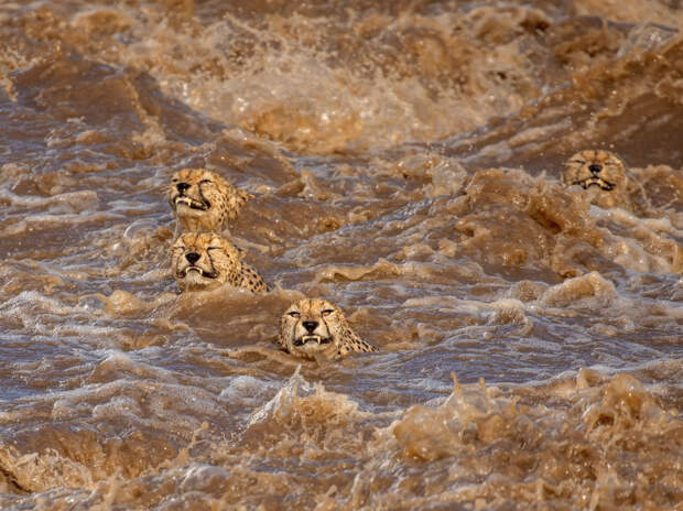 Гепарды переплывают реку