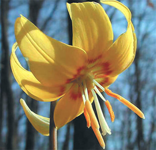 Pagoda (364x350, 31Kb)