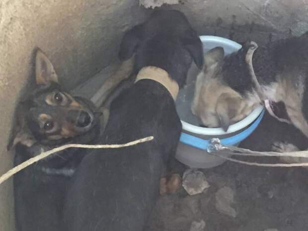 В Севастополе спасли трех истощенных собак, которых кто-то бросил в колодец