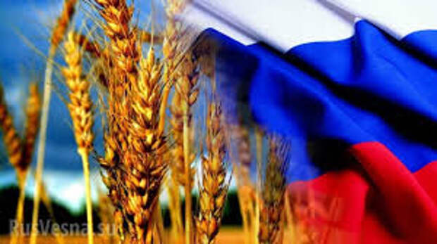 «Плохая погода и война»: из-за майских заморозков в России взлетели цены на пшеницу во всём мире