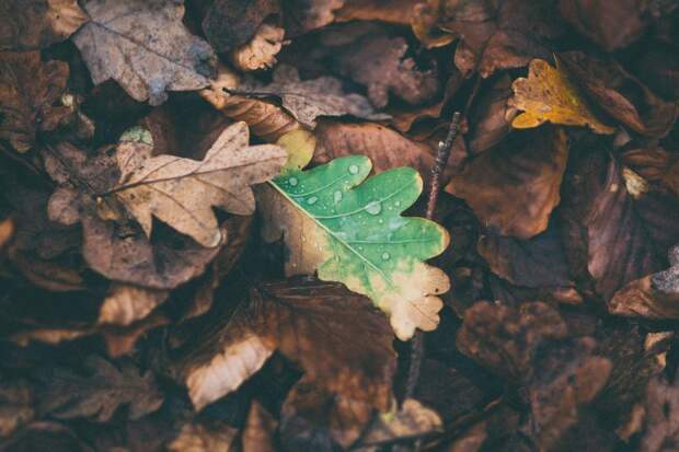 Листья дуба в парке «Северные Дубки» восстановятся от росы