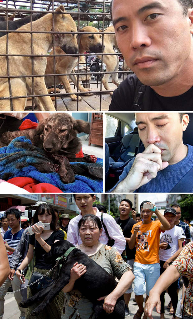 4. Мужчина спас 1000 собак от съедения на китайском фестивале, за что потом был жестоко избит  доброта, мир, поступок