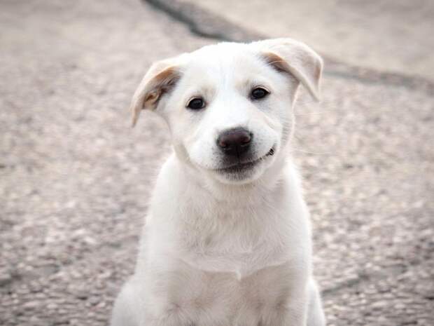Собаки-улыбаки, от которых на душе становится теплее