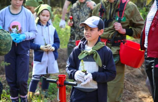 Более 2 тысяч елей высадили в Калининском районе в Региональный день посадки леса