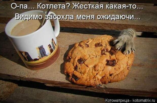 Лучшие котоматрицы недели