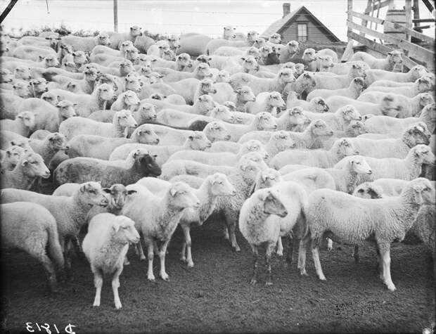 Как поднималась американская целина. Архивные фотографии пионеров Великих равнин конца 19-го века 11