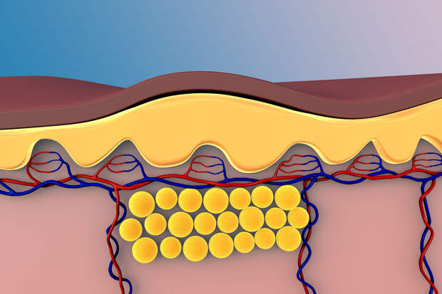 Структура подкожного жира