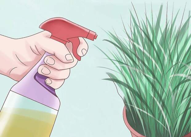 Опрыскивание растения водой с уксусом