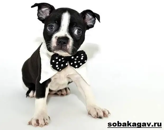 Бостон терьер собака. Описание, особенности, уход и цена бостон терьера