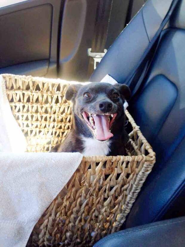 Фотографии приютских собак в день обретения семьи. Так выглядит настоящее собачье счастье!