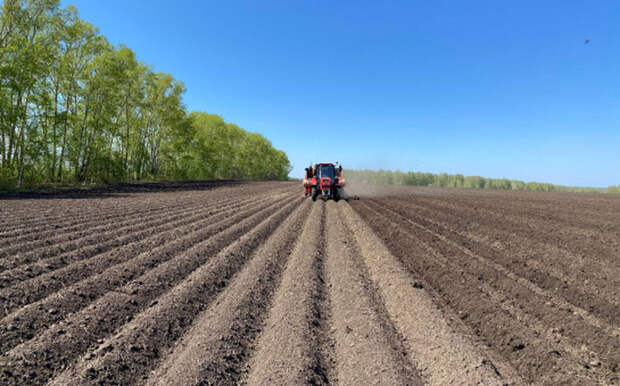 Новосибирские аграрии довели уровень импортозамещения семенного материала до 75 процентов