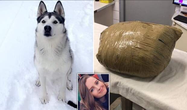Жуткий сюрприз: девушка вернулась и обнаружила любимую собаку мертвой и обмотанной скотчем