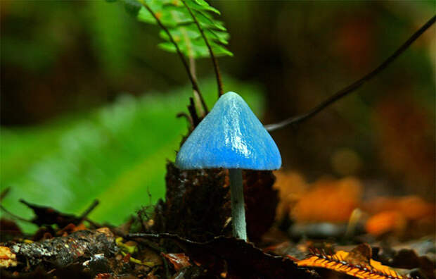 Голубой гриб Entoloma hochstetteri, Индия, фото