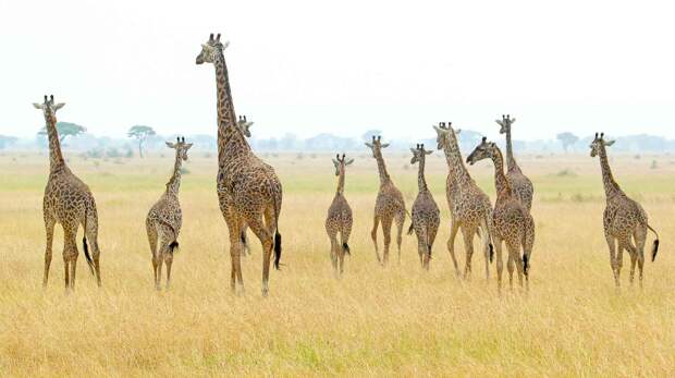 Детеныши жирафа растут в яслях