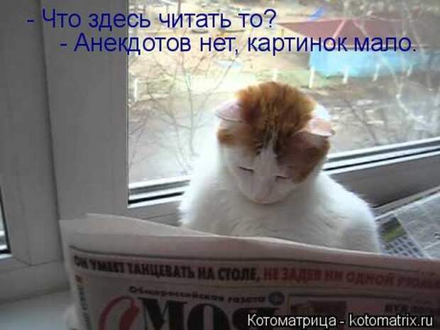 Лучшие котоматрицы недели (50 фото)