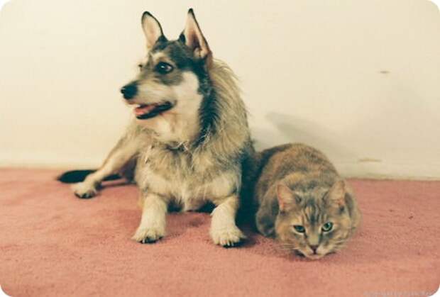 Джинни - собака, спасающая кошек (Ginny) Джинни - собака, спасающая кошек (Ginny)