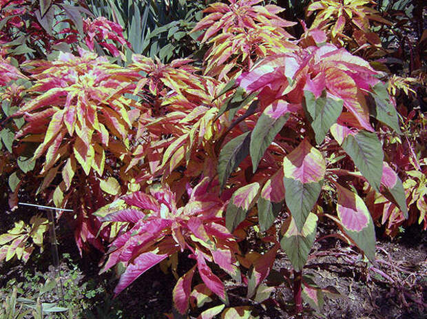 Листья амаранта могут быть трехцветными. Фото с сайта floristics.info