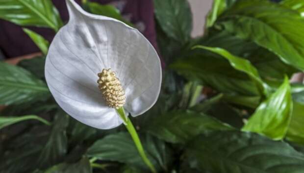 NASA рекомендует: 17 комнатных растений, которые очищают воздух лучше всего